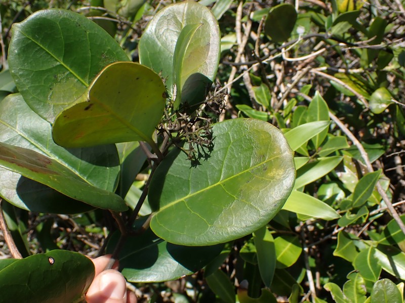 Danais coronata photo 3