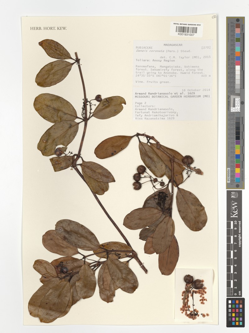 Danais coronata photo 4