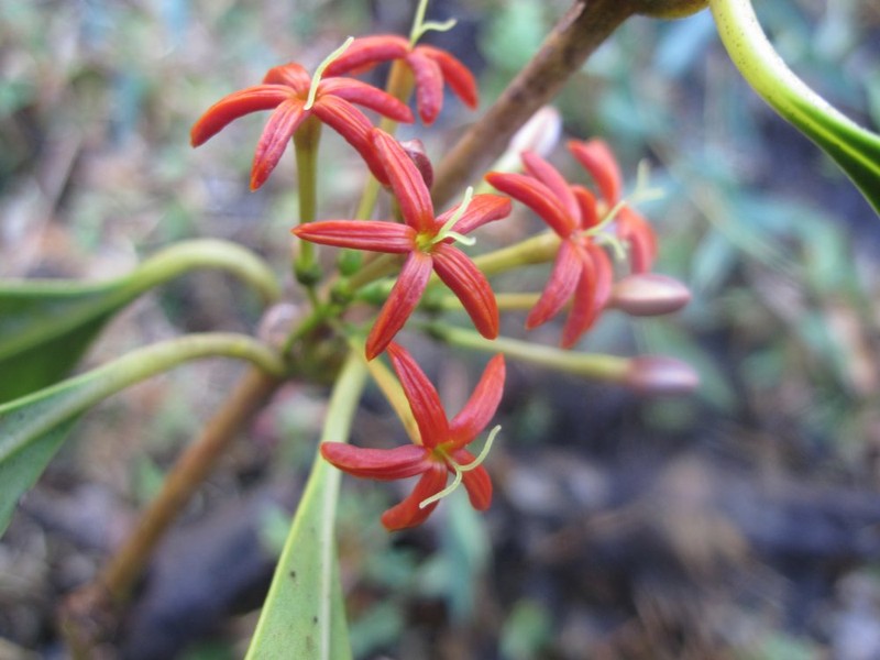 Danais coronata photo 5