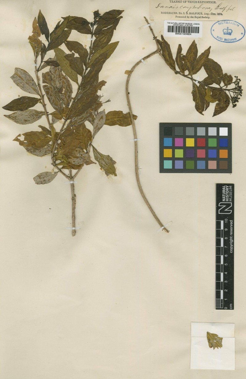 Danais corymbosa
