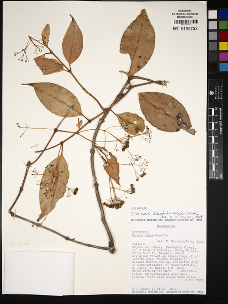Danais dauphinensis