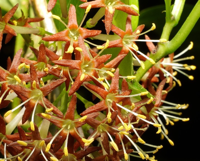 Danais fragrans