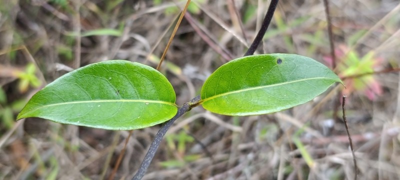 Danais fragrans photo 2