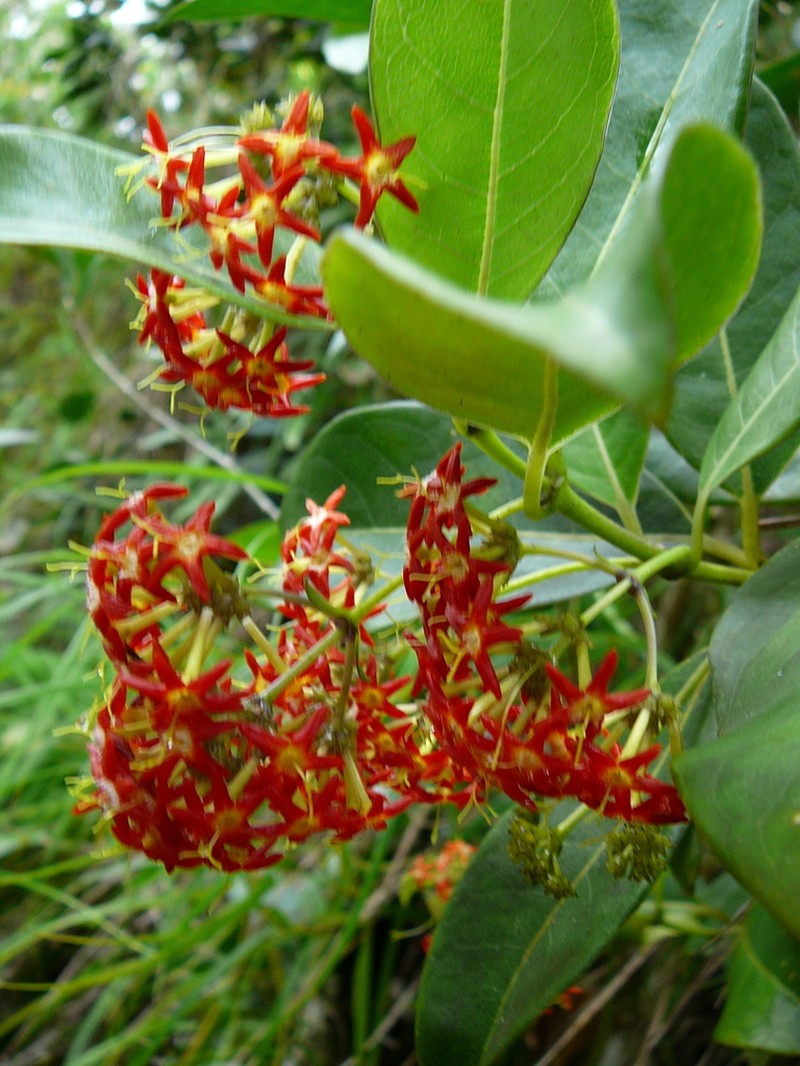 Danais fragrans photo 3
