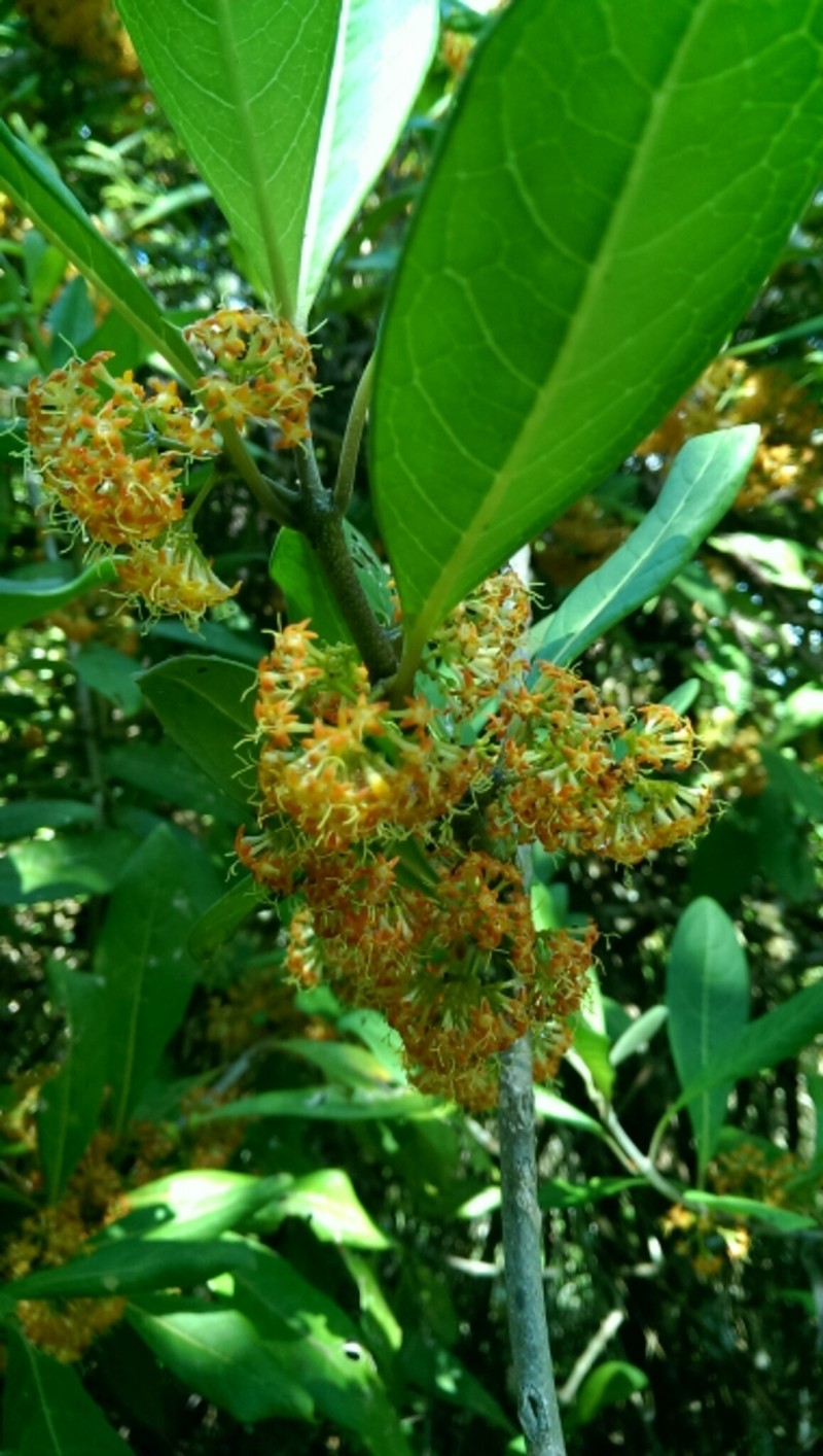 Danais fragrans photo 4