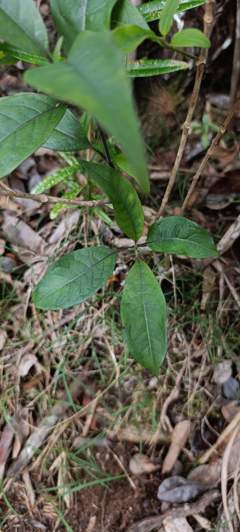 Danais fragrans photo 5
