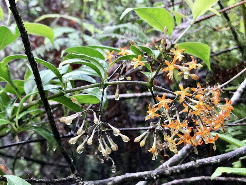 Danais fragrans photo 6