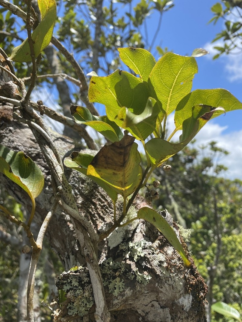 Danais fragrans photo 7