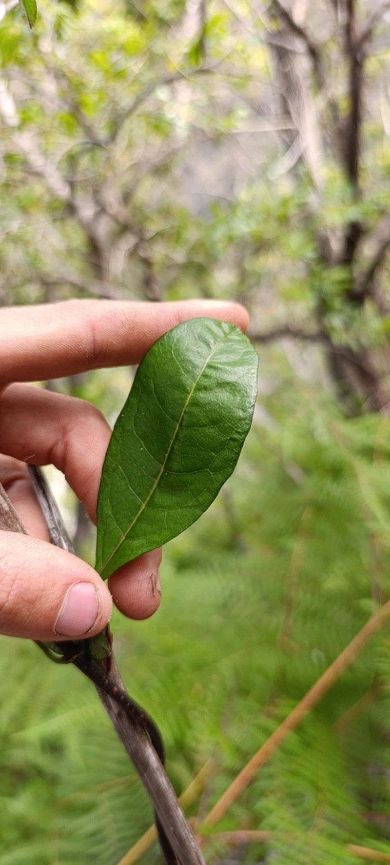 Danais fragrans photo 8