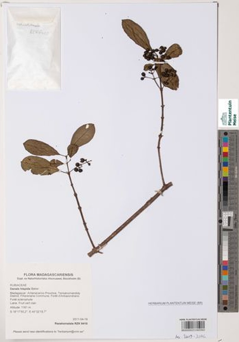 Danais hispida photo 2