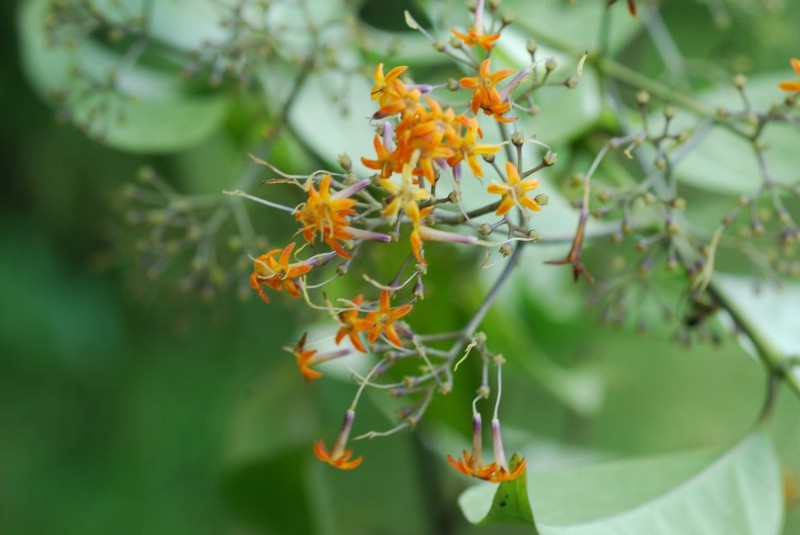Danais humblotii