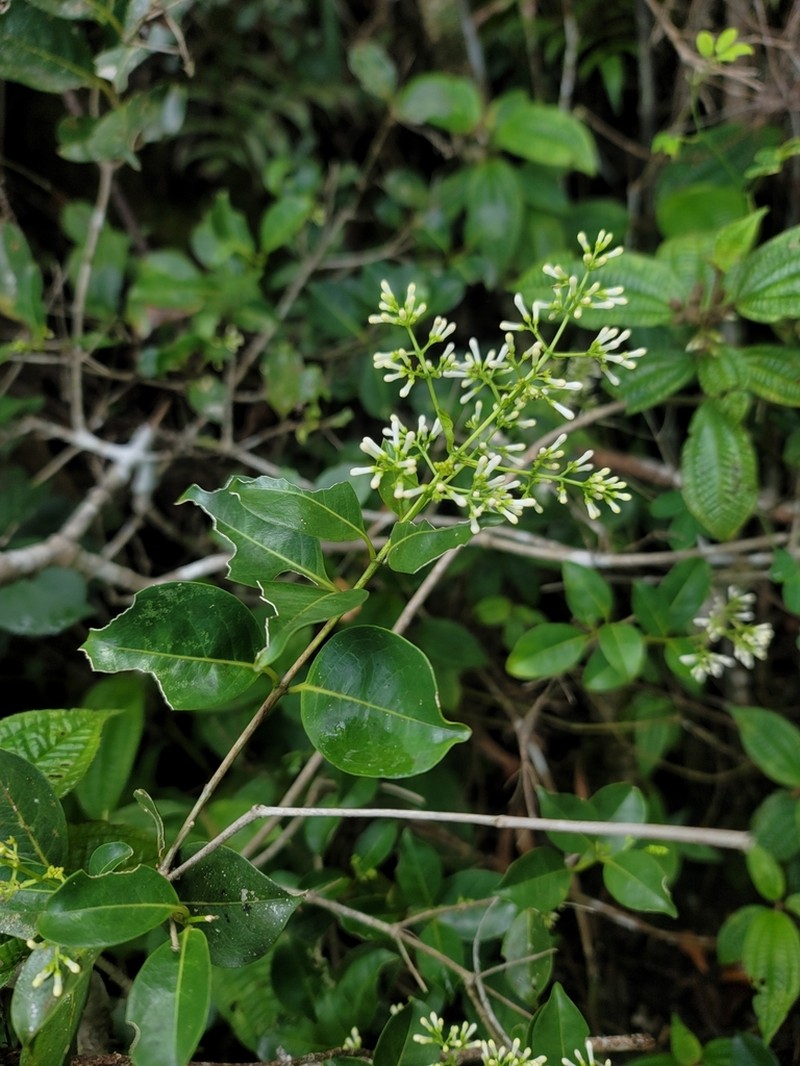 Danais ligustrifolia photo 2