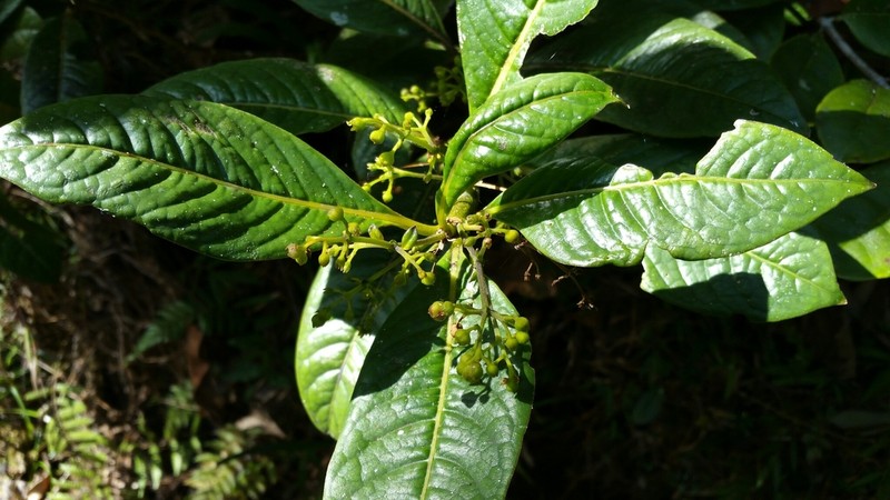 Danais ligustrifolia photo 3