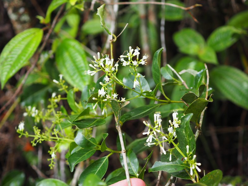 Danais ligustrifolia photo 4