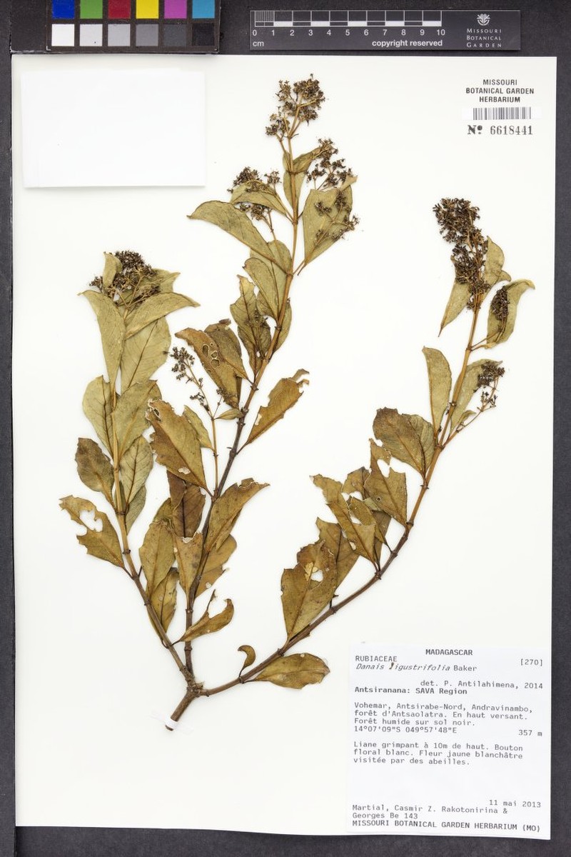 Danais ligustrifolia photo 6