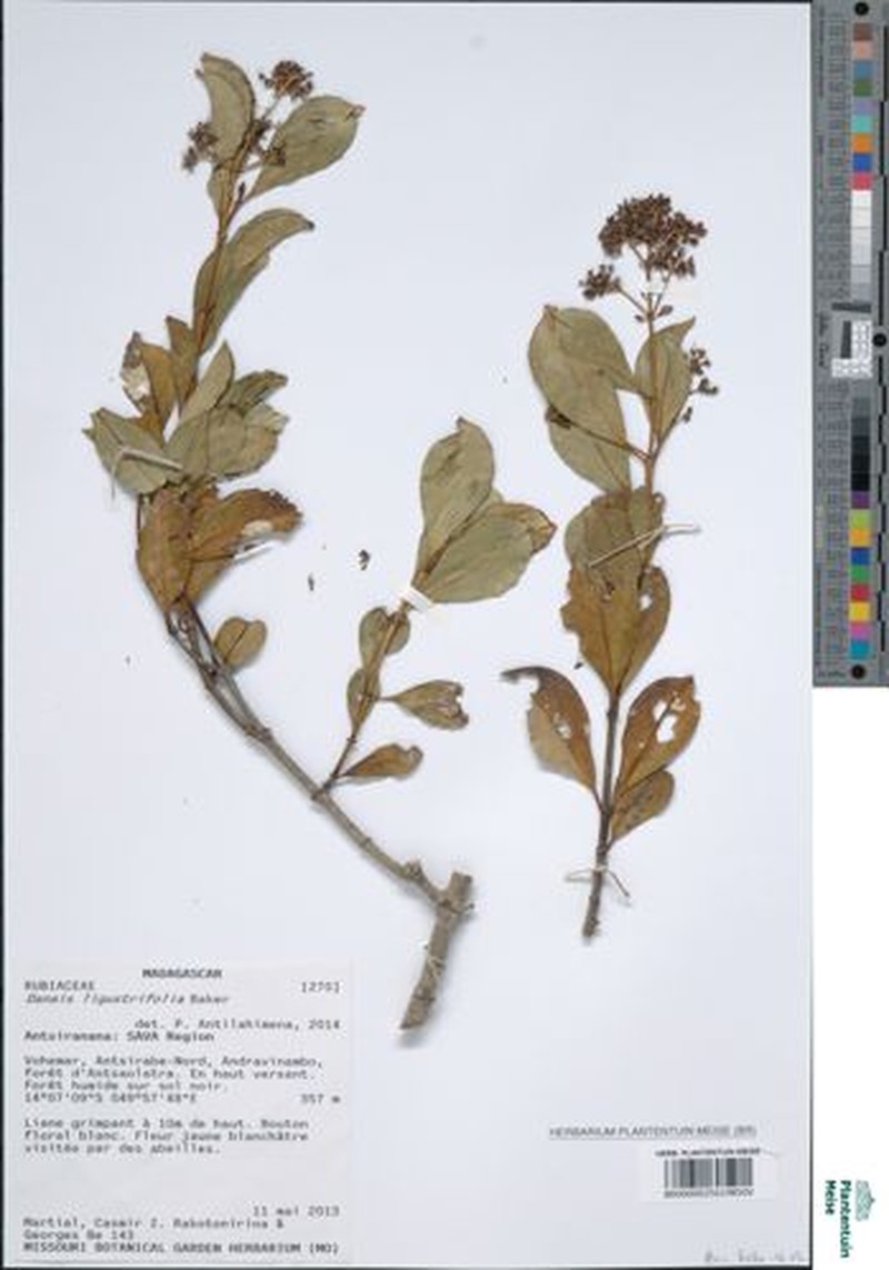 Danais ligustrifolia photo 7
