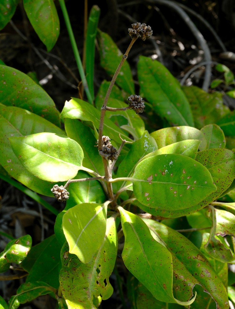 Danais longipedunculata