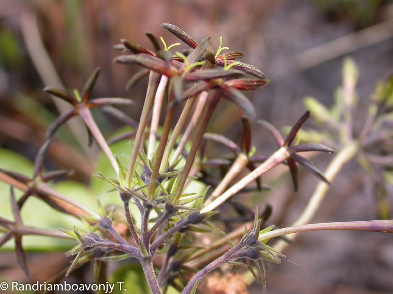 Danais longipedunculata photo 2
