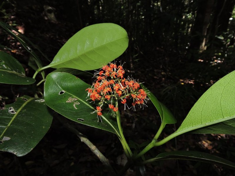 Danais longipedunculata photo 3