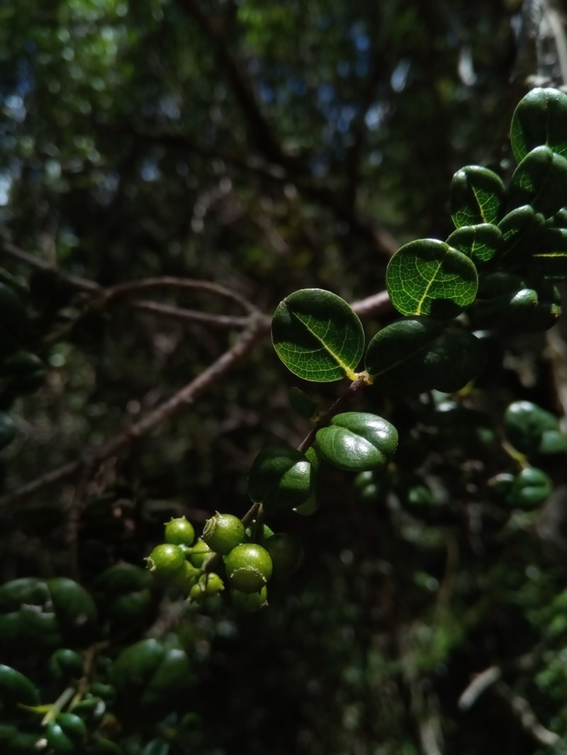 Danais microcarpa photo 2