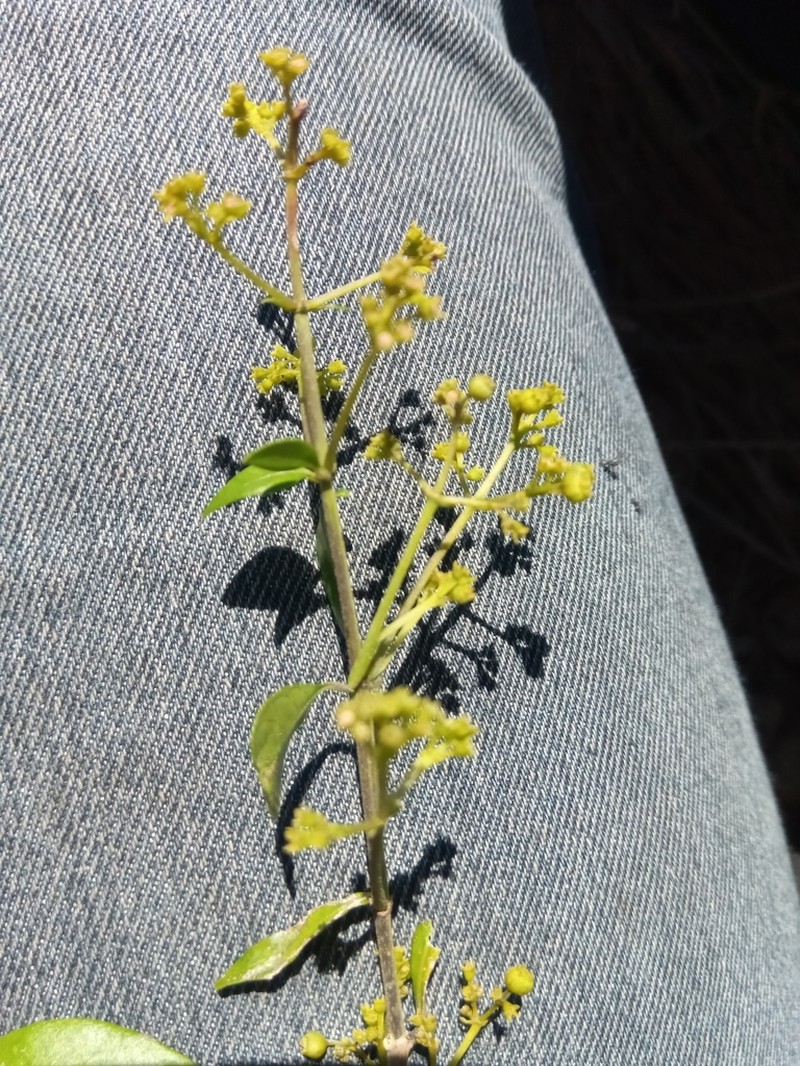 Danais microcarpa photo 3