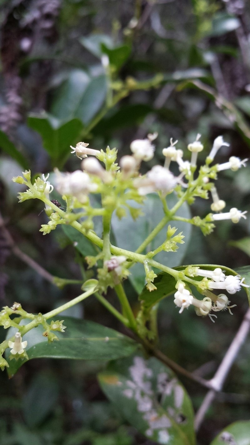 Danais microcarpa photo 4