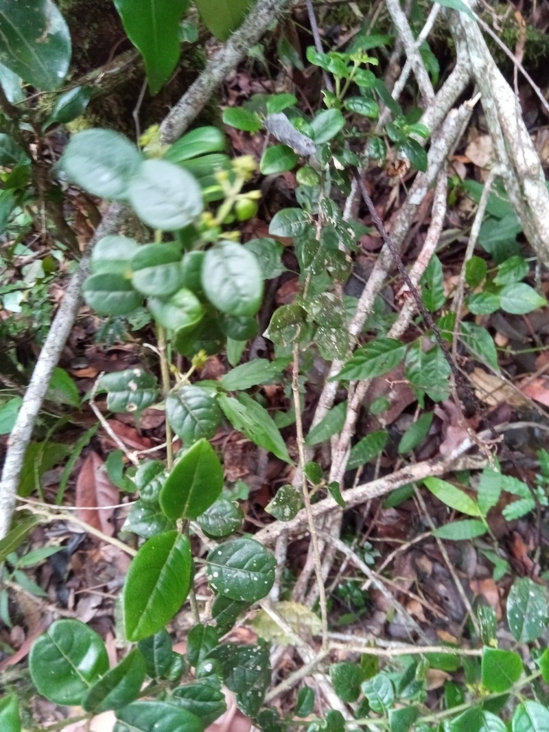 Danais microcarpa photo 5