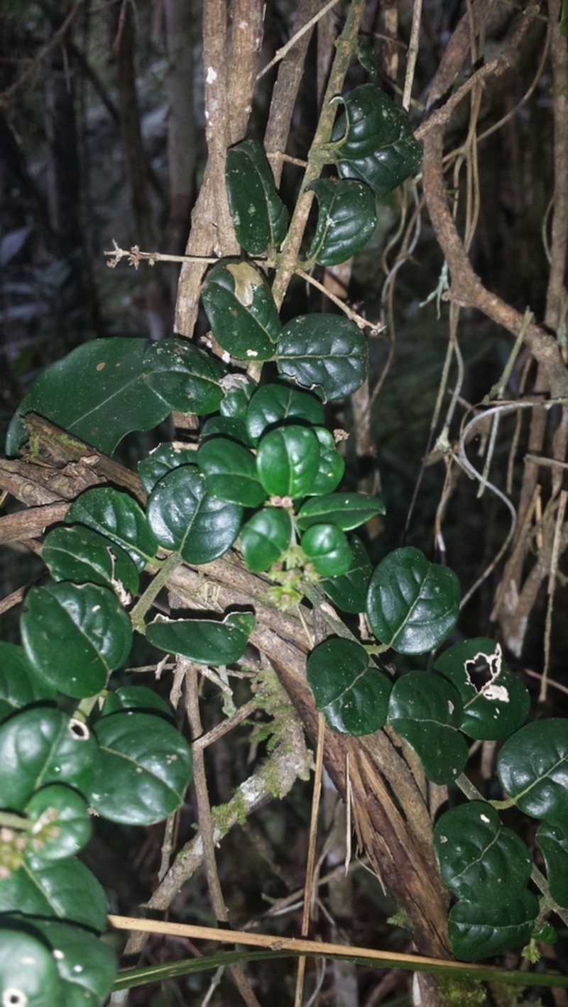 Danais microcarpa photo 6