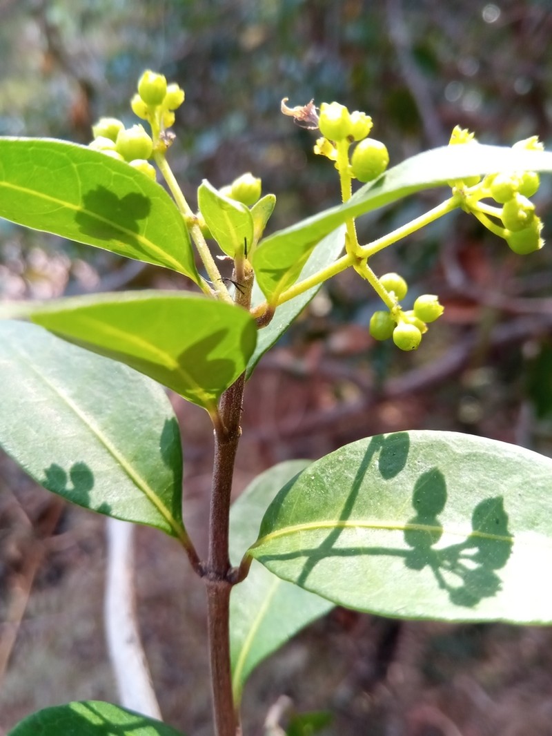Danais microcarpa photo 7