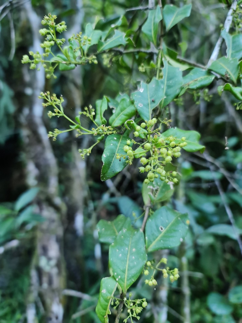 Danais microcarpa photo 8