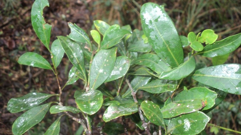 Danais pauciflora