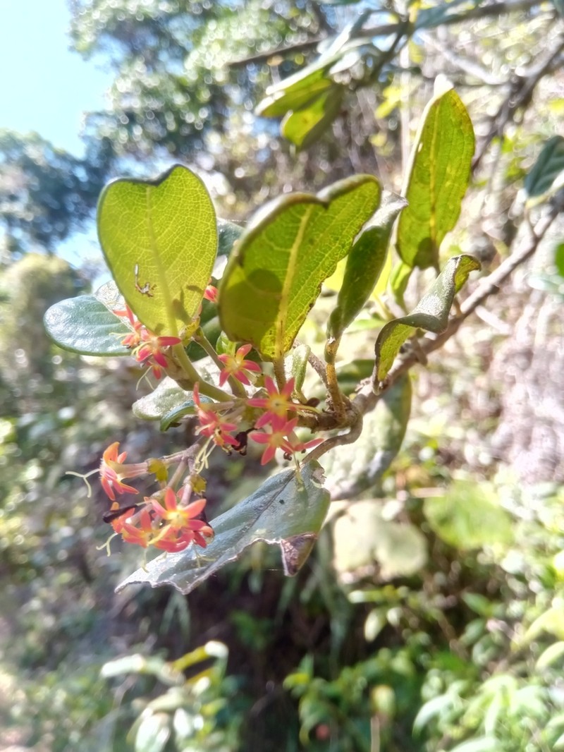 Danais pubescens