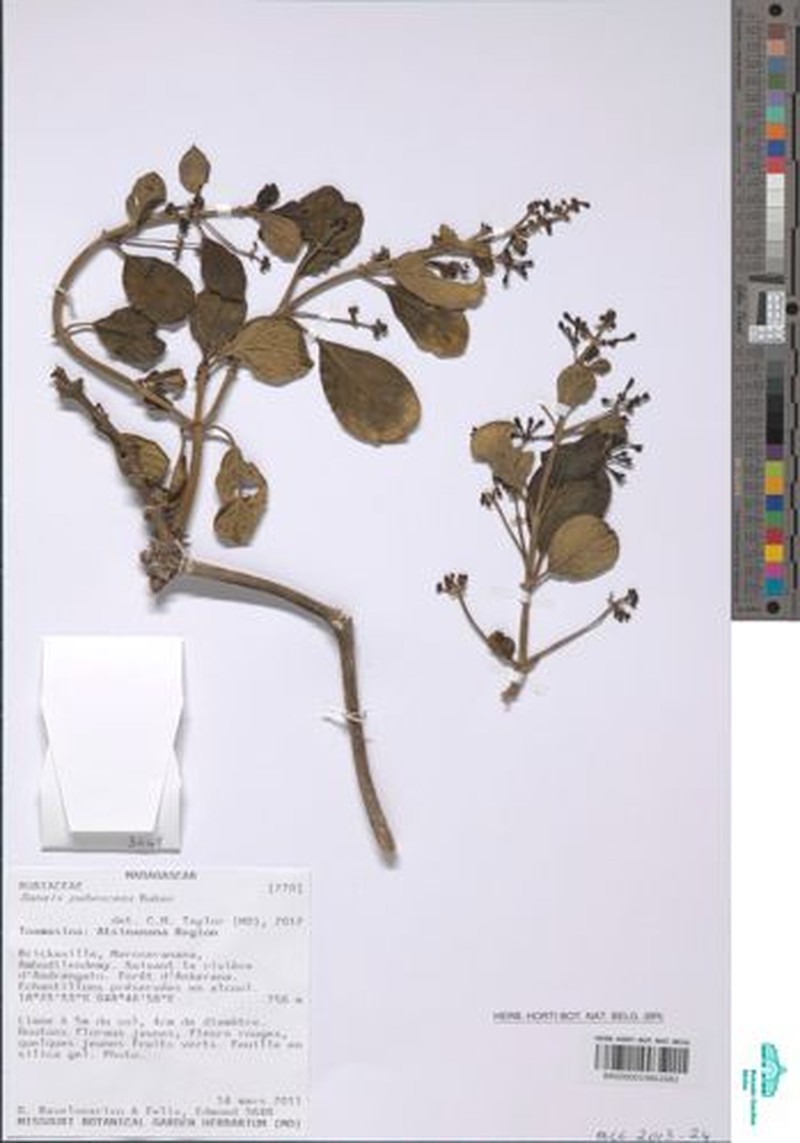 Danais pubescens photo 2