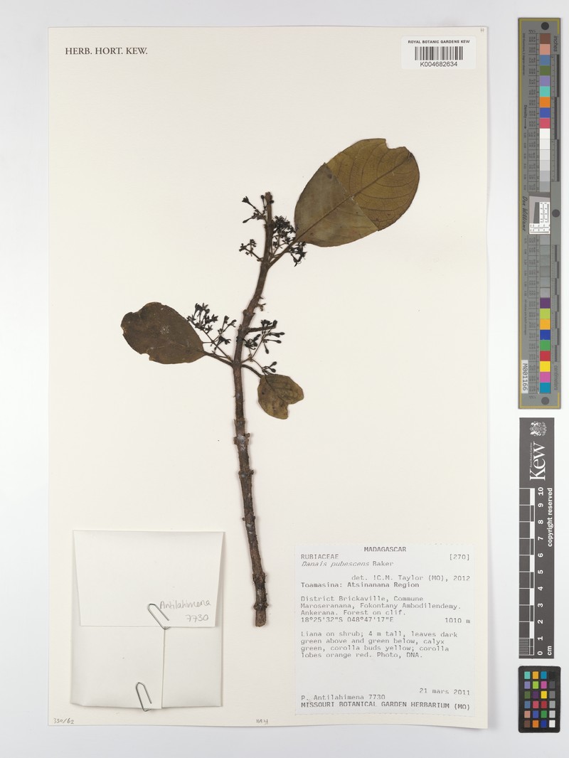 Danais pubescens photo 3