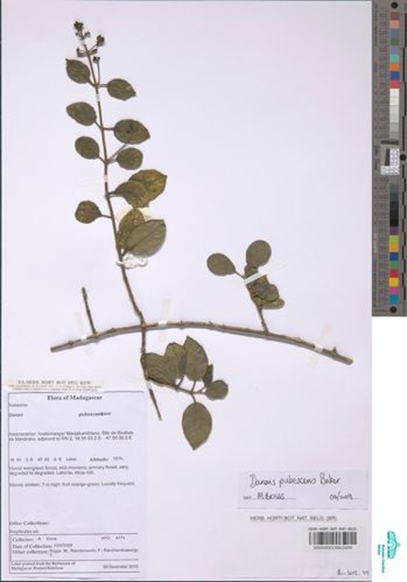 Danais pubescens photo 4