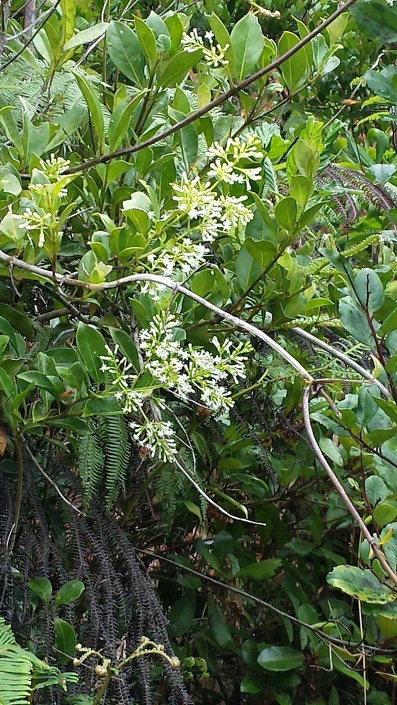 Danais rhamnifolia