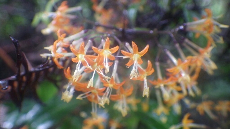 Danais rhamnifolia photo 2