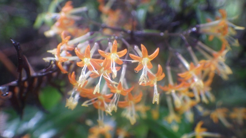Danais rhamnifolia photo 3