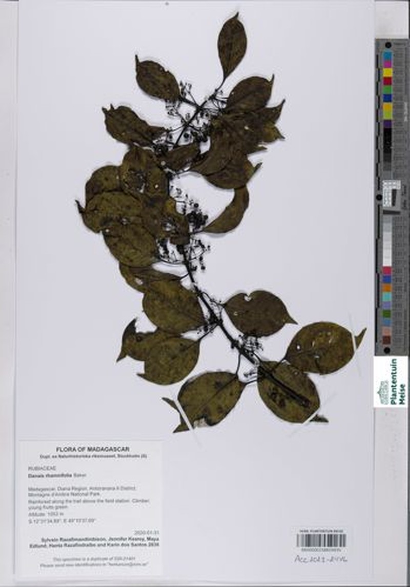 Danais rhamnifolia photo 4