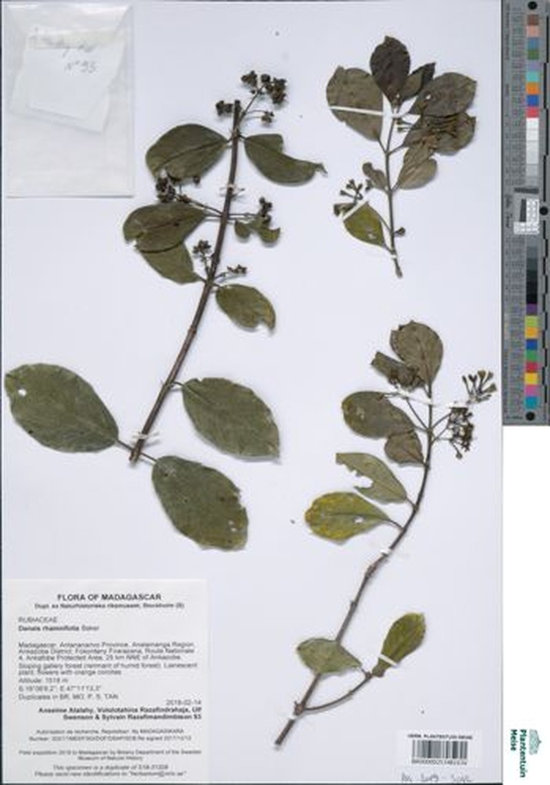 Danais rhamnifolia photo 5