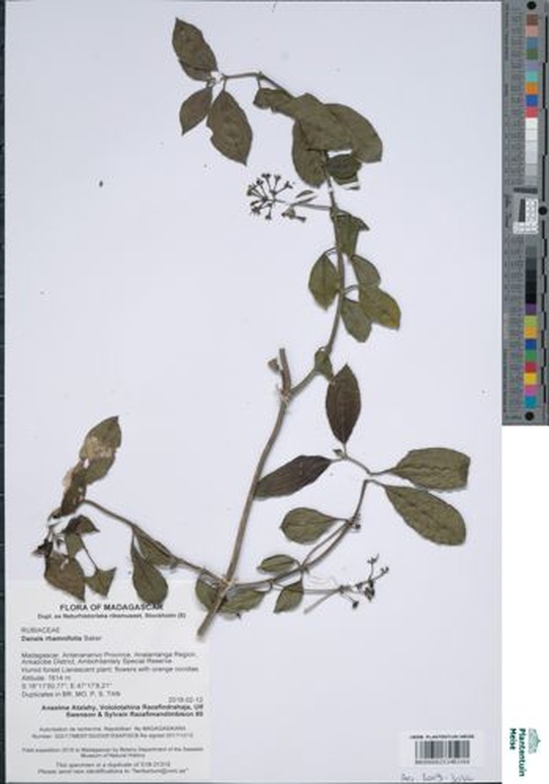 Danais rhamnifolia photo 6