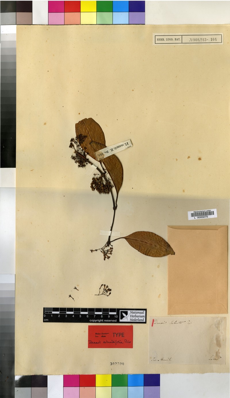 Danais sulcata