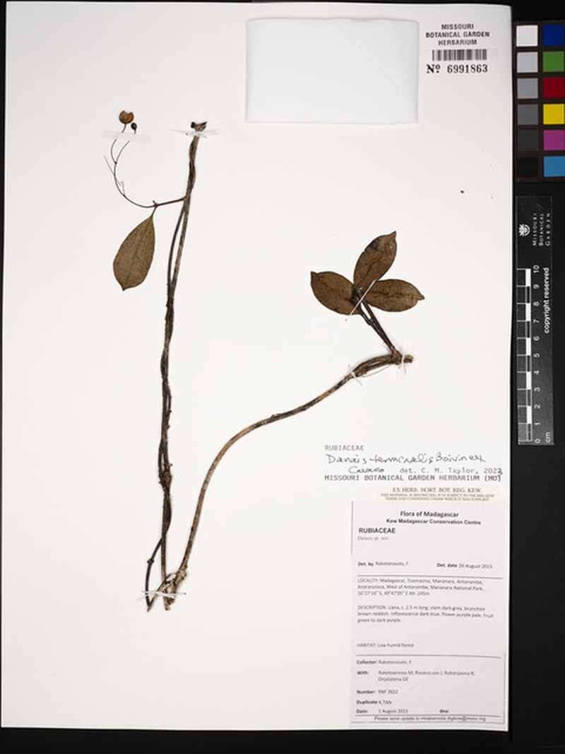 Danais terminalis