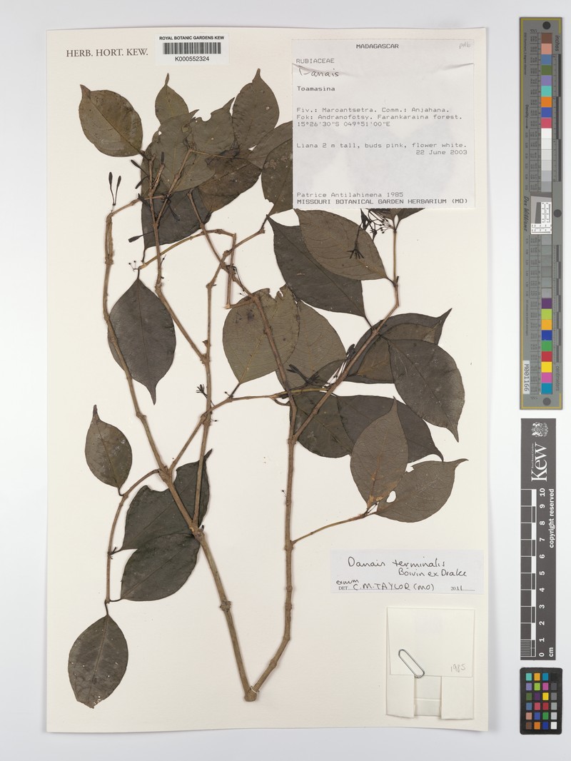 Danais terminalis photo 2
