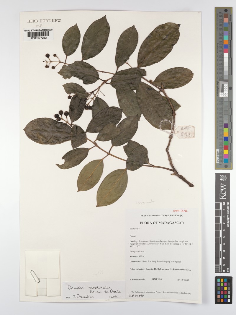 Danais terminalis photo 3