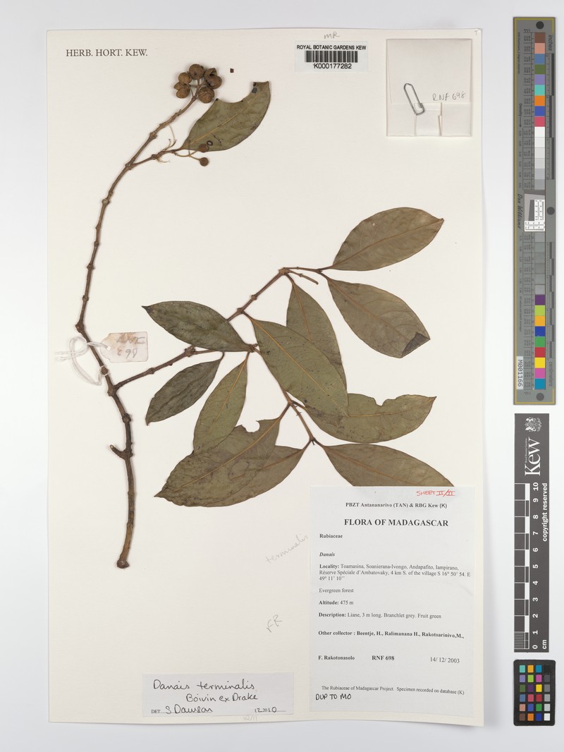 Danais terminalis photo 4