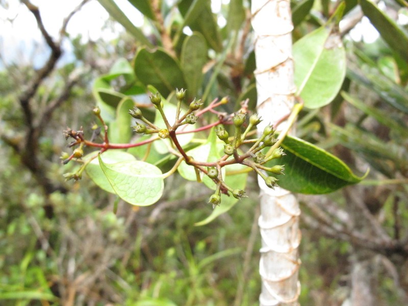 Danais tsaratananensis