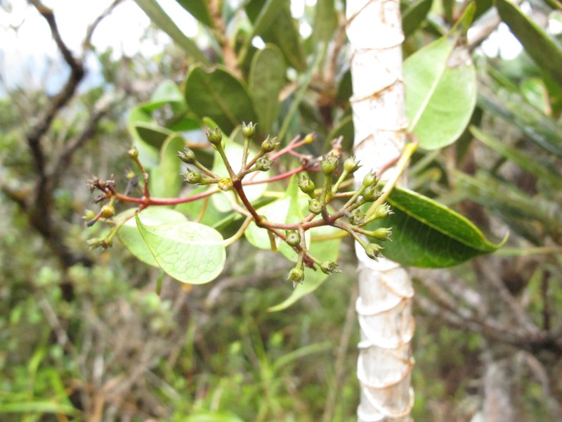 Danais tsaratananensis photo 2