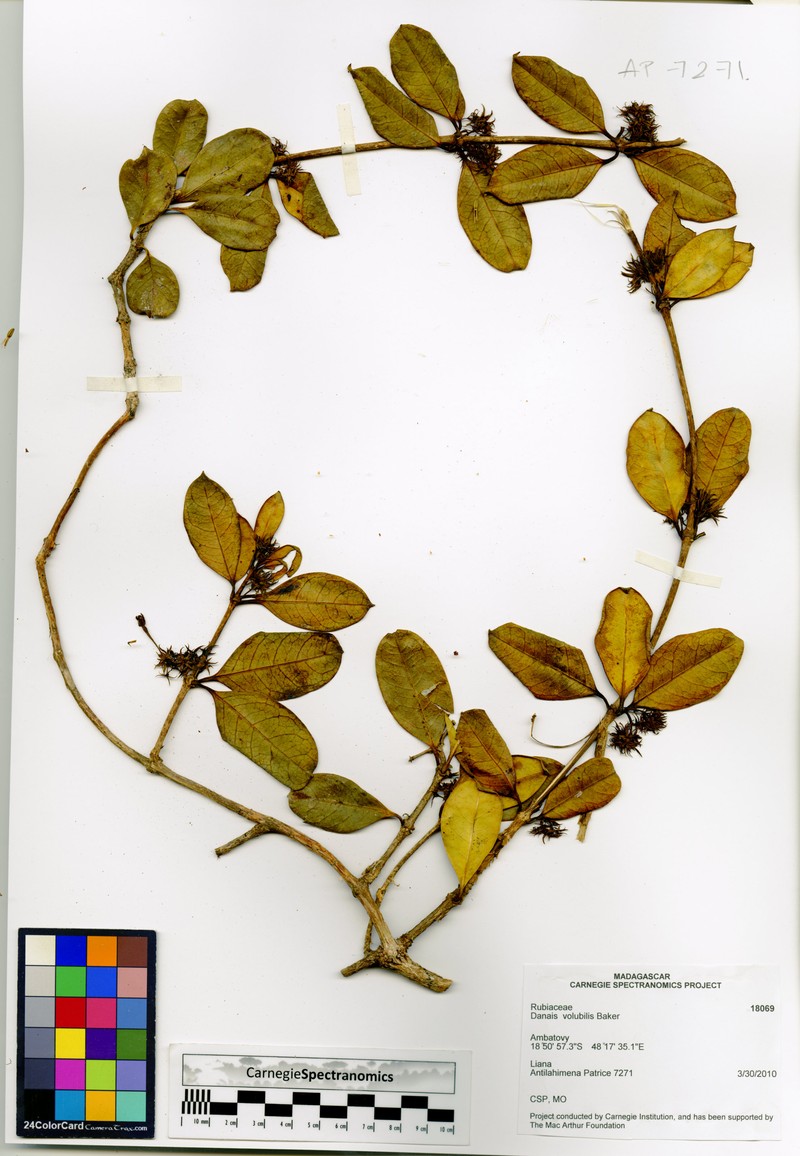 Danais tsaratananensis photo 3