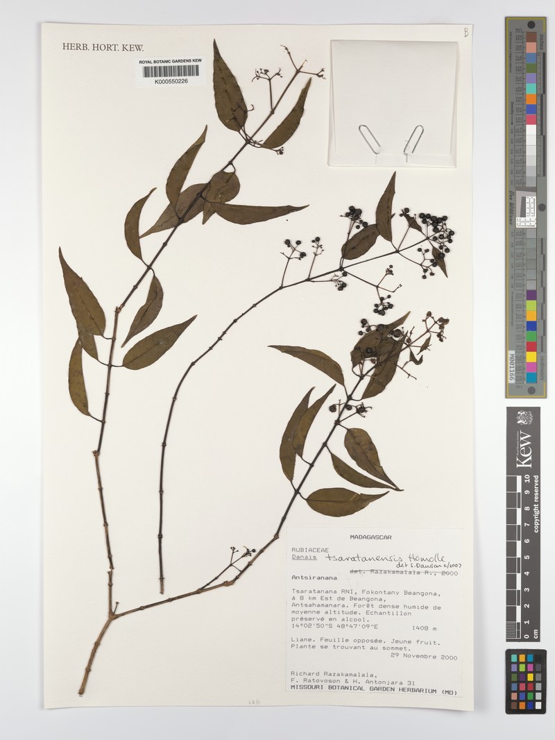 Danais tsaratananensis photo 4